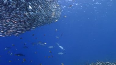Yem Toplu Deniz Burnu, Balık Okulu, Karayip Denizi 'nin mercan kayalıklarında avlanan uskumru balığı, Curacao