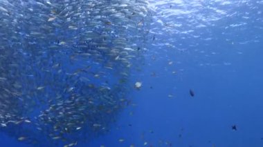 Yem Toplu Deniz Burnu, Balık Okulu, Karayip Denizi 'nin mercan kayalıklarında avlanan uskumru balığı, Curacao