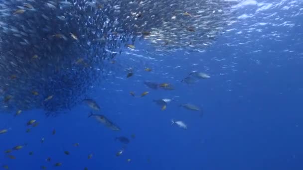 Seelandschaft Mit Köderball Fischschwärme Makrelenfische Mit Jagenden Jacks Korallenriff Der — Stockvideo