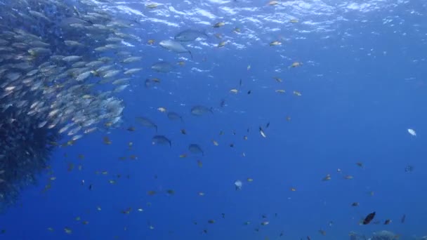 带鱼饵球的海景 加勒比海珊瑚礁中带猎枪的鲭鱼 库拉索岛 — 图库视频影像