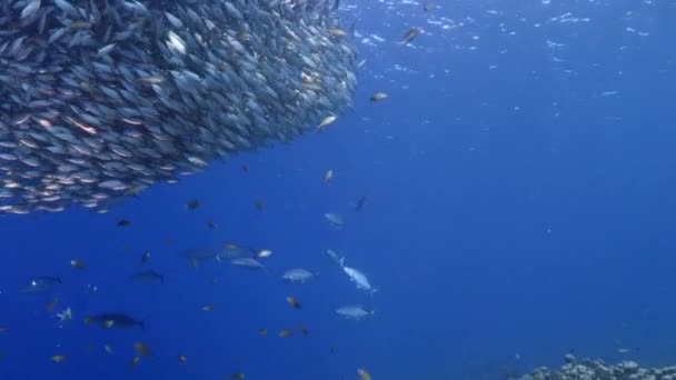 Seelandschaft Mit Köderball Fischschwärme Makrelenfische Mit Jagenden Jacks Korallenriff Der — Stockvideo