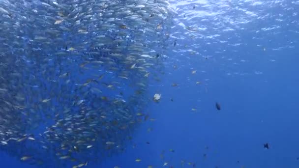 カリブ海のサンゴ礁 キュラソー島でのバイトボール 魚の群れ 狩猟ジャック付きのMackerel魚と海景 — ストック動画