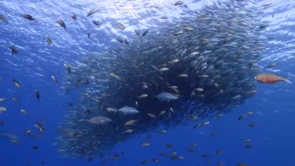 Paysage Marin Avec Boule Appât Ecole Poissons Maquereau Avec Chasse — Video