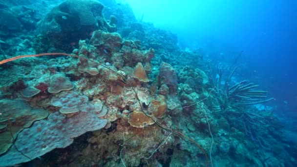 Seascape Různými Rybami Korály Houbami Korálovém Útesu Karibského Moře Curacao — Stock video