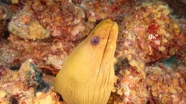 Θαλάσσιο Τοπίο Πράσινο Χέλι Moray Στον Κοραλλιογενή Ύφαλο Της Καραϊβικής — Αρχείο Βίντεο