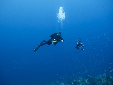 Profesyonel dalgıç, sualtı görüntü yönetmeni Curacao çevresindeki Karayip Denizi mercan resifinde.