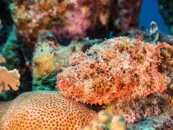 Θαλάσσιο Τοπίο Σκορπιούς Κοράλλια Και Σφουγγάρι Στον Κοραλλιογενή Ύφαλο Της — Φωτογραφία Αρχείου