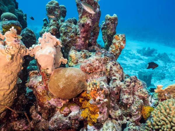 Море Рибою Кораловими Рифами Губкою Кораловому Рифі Карибського Моря Куракао — стокове фото