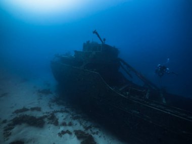 Karayip Denizi 'nin mercan kayalıklarında gemi enkazı, çeşitli balık, mercan ve süngerle kaplanmış Curacao.