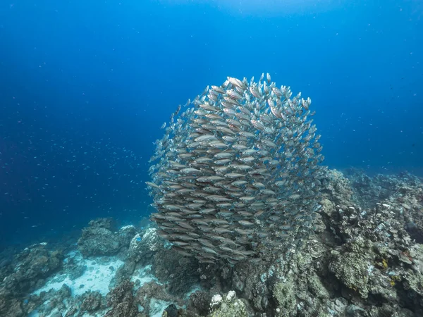 カリブ海のサンゴ礁 キュラソーの魚の群れ 餌球での海景 — ストック写真