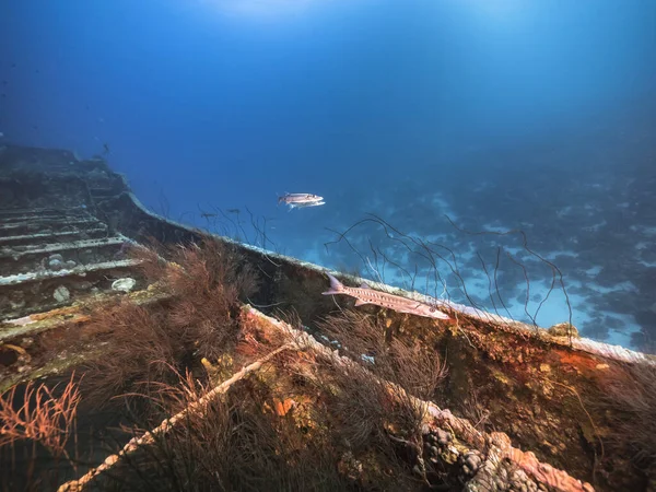 Tengerfenék Hajóroncsokkal Különböző Halakkal Korallokkal Szivaccsal Karib Tenger Korallzátonyán Curacao — Stock Fotó