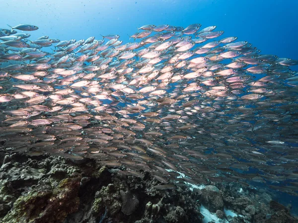 Zeegezicht Met Bait Ball School Fish Het Koraalrif Van Caribische — Stockfoto