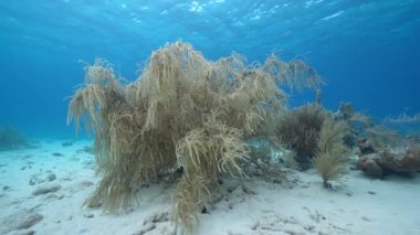 Karayip Denizi 'nin mercan resifinde çeşitli balık, mercan ve süngerle kaplı deniz burnu, Curacao