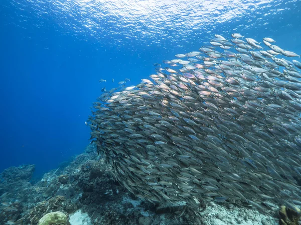 カリブ海のサンゴ礁 キュラソーの魚の群れ 餌球での海景 — ストック写真