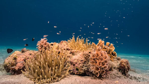 Θαλάσσιο Τοπίο Θαλάσσια Ανεμώνη Κοράλλι Και Σφουγγάρι Στον Κοραλλιογενή Ύφαλο — Φωτογραφία Αρχείου