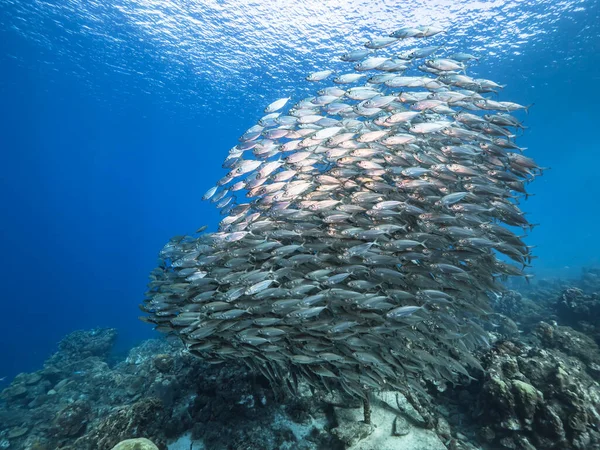 Seascape Com Bait Ball Escola Peixes Recife Coral Mar Caribe — Fotografia de Stock