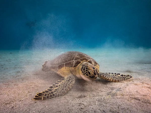 Paysage Marin Avec Tortue Mer Verte Dans Récif Corallien Mer — Photo