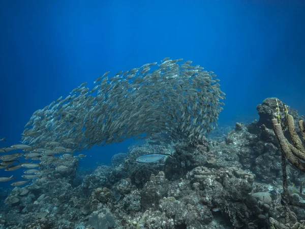 カリブ海のサンゴ礁 キュラソーの魚の群れ 餌球での海景 — ストック写真