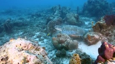 Karayip Denizi 'nin mercan kayalıklarında Yeşil Deniz Kaplumbağalı Deniz Burnu, Curacao