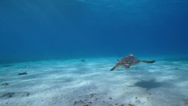 Laut Seascape Hawksbill Sea Turtle Coral Reef Caribbean Sea Curacao — Stok Video