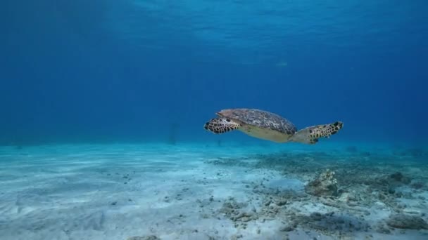 Seascape Hawksbill Sea Turtle Coral Reef Caribbean Sea Curacao — Stockvideo