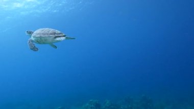 Karayip Denizi 'nin mercan kayalıklarında Yeşil Deniz Kaplumbağalı Deniz Burnu, Curacao