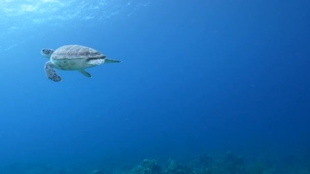 Przylądek Morski Żółwiem Zielonym Rafie Koralowej Morza Karaibskiego Curacao — Wideo stockowe