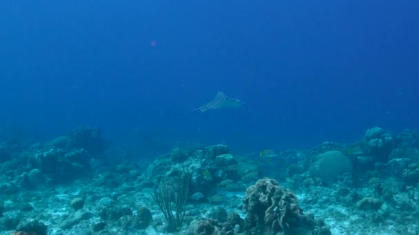Przylądek Morski Orlim Promieniem Rafie Koralowej Morza Karaibskiego Curacao — Wideo stockowe