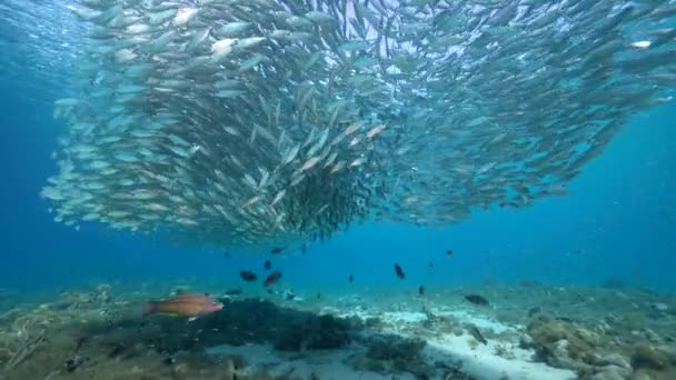 Paesaggio Marino Con Palla Esca Scuola Pesce Pesce Sgombro Nella — Video Stock