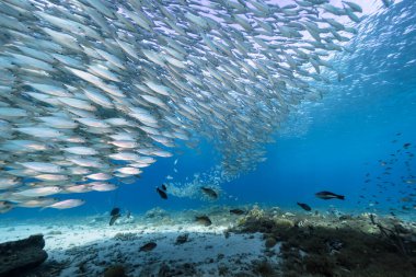 Yem Toplu Deniz Burnu, Balık Okulu, Karayip Denizi 'ndeki mercan resifinde uskumru balığı, Curacao