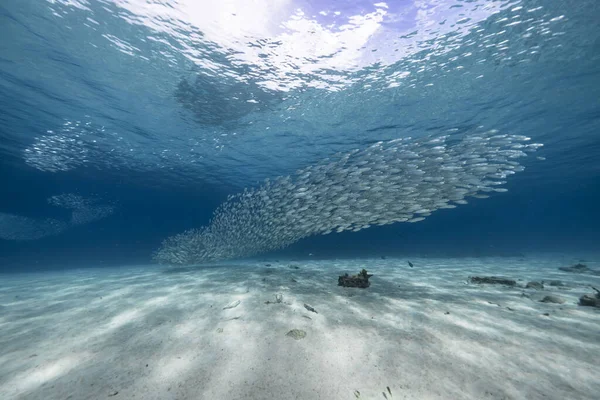 Havslandskap Med Betesboll Fiskstim Makrillfisk Korallrevet Karibiska Havet Curacao — Stockfoto