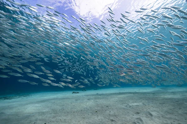 Seascape Bait Ball School Fish Mackerel Fish Coral Reef Caribbean — стокове фото