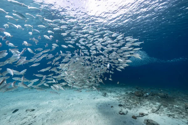 Zeegezicht Met Bait Ball School Fish Makreel Vis Het Koraalrif — Stockfoto