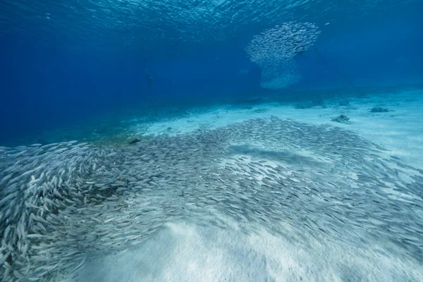 Paisaje Marino Con Bola Cebo Escuela Peces Peces Caballa Arrecife — Foto de Stock