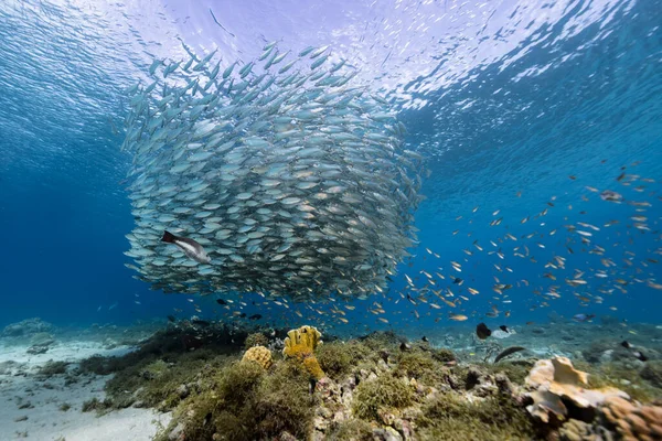 Seascape Bait Ball School Fish Mackerel Fish Coral Reef Caribbean — Stock Photo, Image