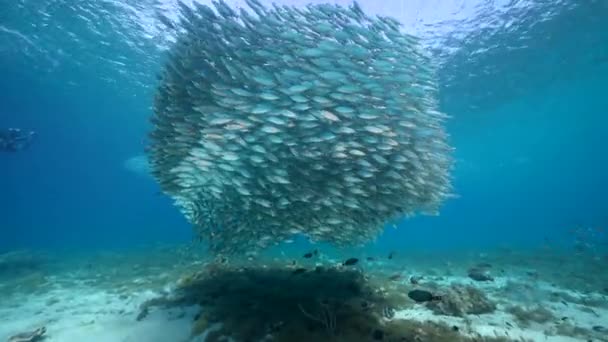 カリブ海のサンゴ礁 キュラソー島でのバイトボール 魚学校 サバ魚との海 — ストック動画