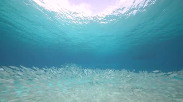 Yem Toplu Deniz Burnu Balık Okulu Karayip Denizi Ndeki Mercan — Stok video