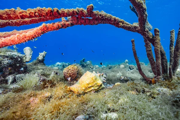 Θαλάσσιο Τοπίο Κοχύλι Στον Κοραλλιογενή Ύφαλο Της Καραϊβικής Θάλασσας Κουρασάο — Φωτογραφία Αρχείου