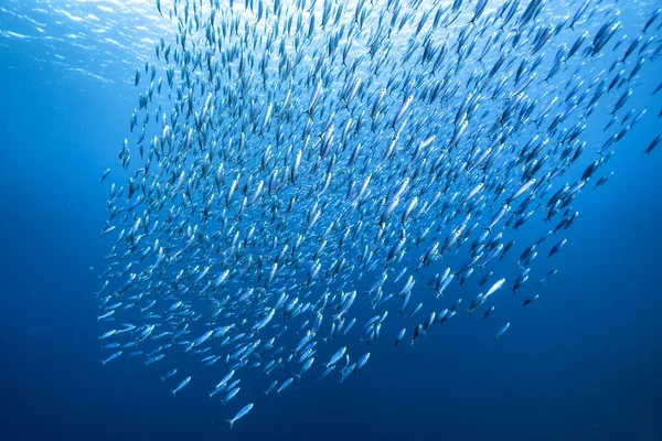 Морской Пейзаж Школой Рыб Рыба Бога Коралловом Рифе Карибского Моря — стоковое фото