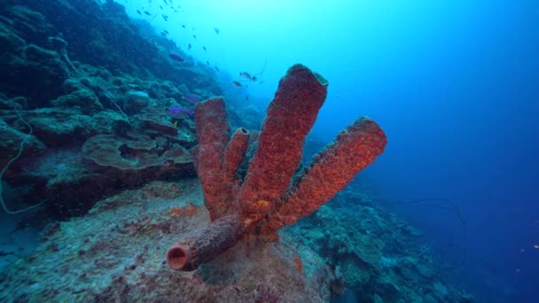 Paisaje Marino Con Varios Peces Coral Esponja Arrecife Coral Del — Vídeo de stock