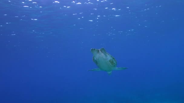 Seascape Green Sea Turtle Coral Reef Caribbean Sea Curacao — 图库视频影像