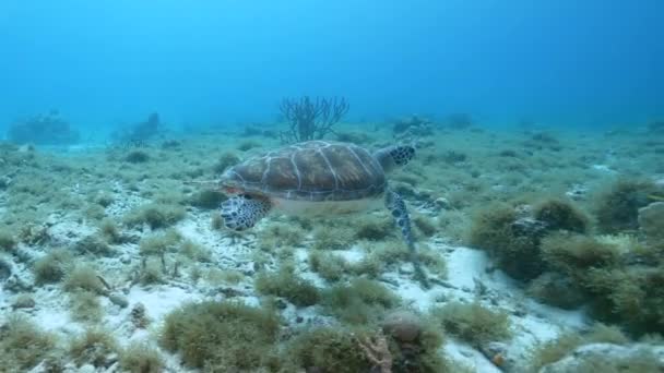 Havslandskap Med Green Sea Turtle Korallrevet Karibiska Havet Curacao — Stockvideo