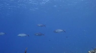 Yem Toplu Deniz Burnu, Balık Okulu, Karayip Denizi 'ndeki mercan resifinde uskumru balığı, Curacao