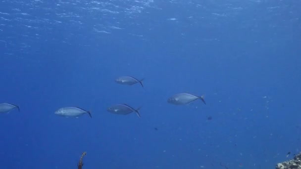 Seelandschaft Mit Köderball Fischschwärmen Makrelenfischen Korallenriff Der Karibik Curacao — Stockvideo