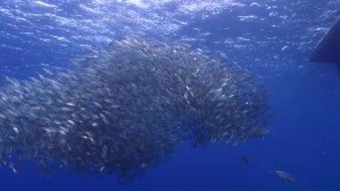 Yem Toplu Deniz Burnu, Balık Okulu, Karayip Denizi 'ndeki mercan resifinde uskumru balığı, Curacao