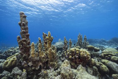 Karayip Denizi 'nin mercan resifinde çeşitli balık, mercan ve süngerle kaplı deniz burnu, Curacao