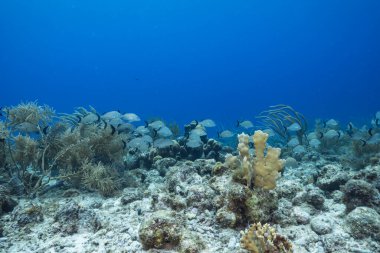 Karayip Denizi 'nin mercan resifinde çeşitli balık, mercan ve süngerle kaplı deniz burnu, Curacao