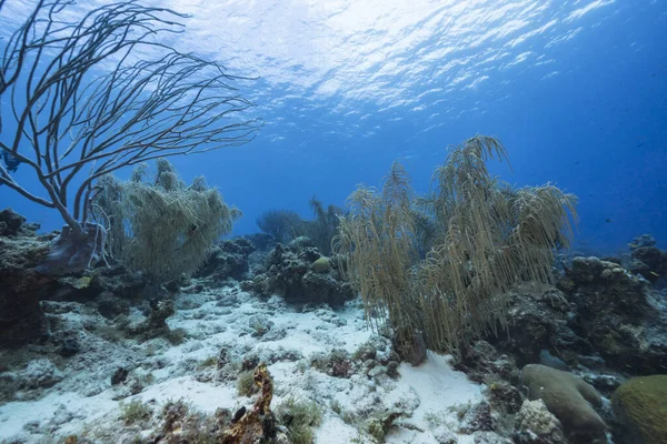 Paisaje Marino Con Varios Peces Coral Esponja Arrecife Coral Del — Foto de Stock