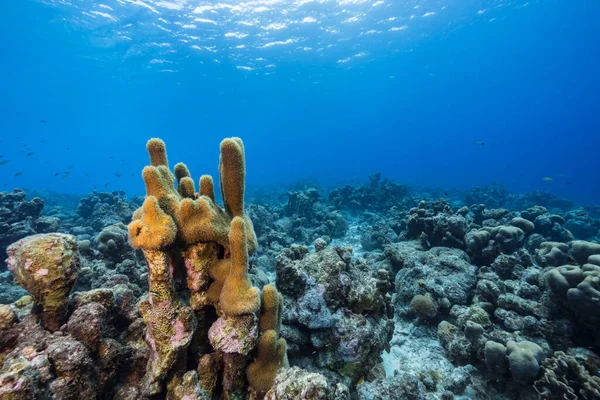 Коралових Рифах Карибського Моря Куракао Куракао Водиться Багато Риби Коралів — стокове фото