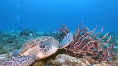 Karayip Denizi 'nin mercan kayalıklarında Yeşil Deniz Kaplumbağalı Deniz Burnu, Curacao